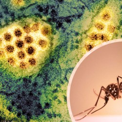 Dengue Cases Rise in Sindh, No Fatalities Reported — Daily Health Directorate Update