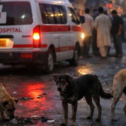 Stray Dog Menace in Sindh, Another Child Dies of Rabies in Karachi