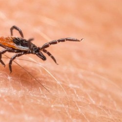 First Congo Virus Case of 2025 Reported in Sindh; Patient Dies Within 24 Hours