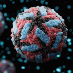 CDC Issues Ongoing Dengue Risk Advisory for South Asia Including Pakistan