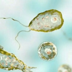 Karachi Reports Fifth Naegleria Death of 2025