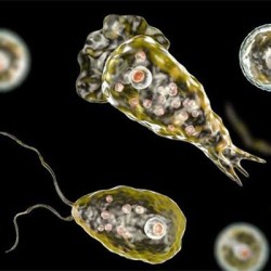 Karachi Reports Fourth Naegleria Death in 2025 — 17-Year-Old Student from District Central Succumbs