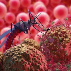 Sindh Reports 117,016 Malaria Cases in 2026, No Deaths Recorded