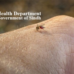 Sindh Records 49 Dengue Admissions in 24 Hours, Laboratory Positivity Reaches 170 Cases