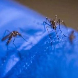 Dengue cases in Sindh continue to rise, four more deaths reported