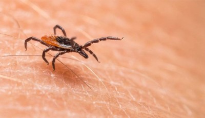 First Congo Virus Case of 2025 Reported in Sindh; Patient Dies Within 24 Hours