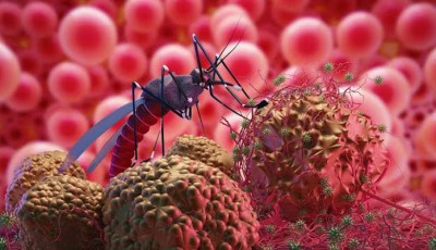 Sindh Reports 117,016 Malaria Cases in 2026, No Deaths Recorded