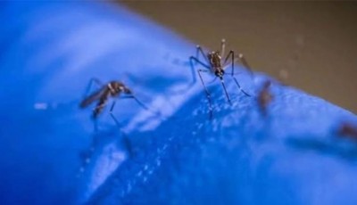 Dengue cases in Sindh continue to rise, four more deaths reported