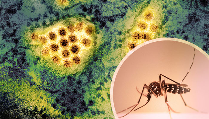 Dengue Cases Rise in Sindh, No Fatalities Reported — Daily Health Directorate Update