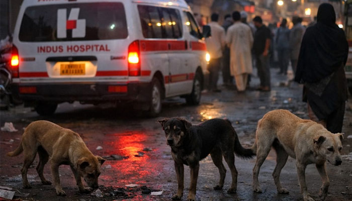 Stray Dog Menace in Sindh, Another Child Dies of Rabies in Karachi